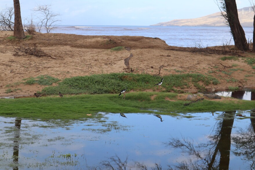 Waipuilani wetlands in South Maui.