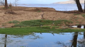 Waipuilani wetlands in South Maui.