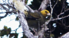 ΄Ō΄ū were a stout Hawaiian honeycreeper with a thick, parrot-like bill. This photo was taken on Kauaʻi in 1975. The last confirmed sighting of an ʻōʻū was