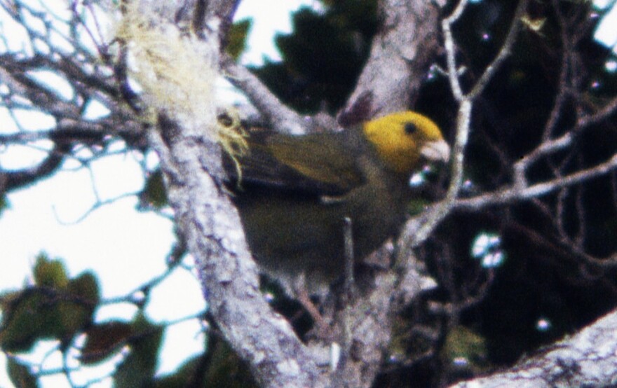 ΄Ō΄ū were a stout Hawaiian honeycreeper with a thick, parrot-like bill. This photo was taken on Kauaʻi in 1975. The last confirmed sighting of an ʻōʻū was