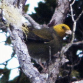 ΄Ō΄ū were a stout Hawaiian honeycreeper with a thick, parrot-like bill. This photo was taken on Kauaʻi in 1975. The last confirmed sighting of an ʻōʻū was