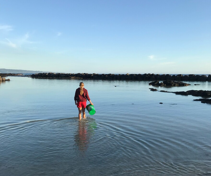 UH Hilo researcher Maria Steadmon collects water at Onekahakaha Beach Park.