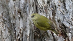 The ʻalawī, a small and unassuming member of the Hawaiian honeycreeper family, is endemic to the island of Hawai’i.