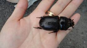 A coconut rhinoceros beetle.