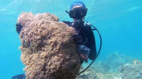 Taylor Williams, undergraduate intern at the University of Hawai’i, holds up a mat formation of the nuisance alga Chondria tumulosa.