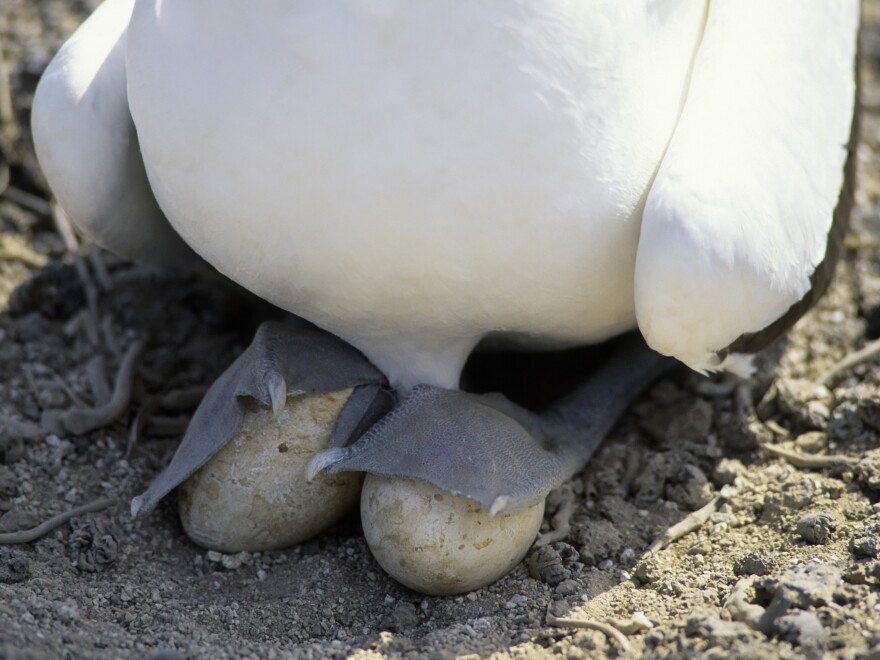 A Nazca booby in the Galápagos Islands incubates eggs with its webbed feet.