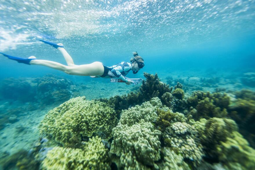 3D photogrammetry techniques were used to assess ecology of the reef system.