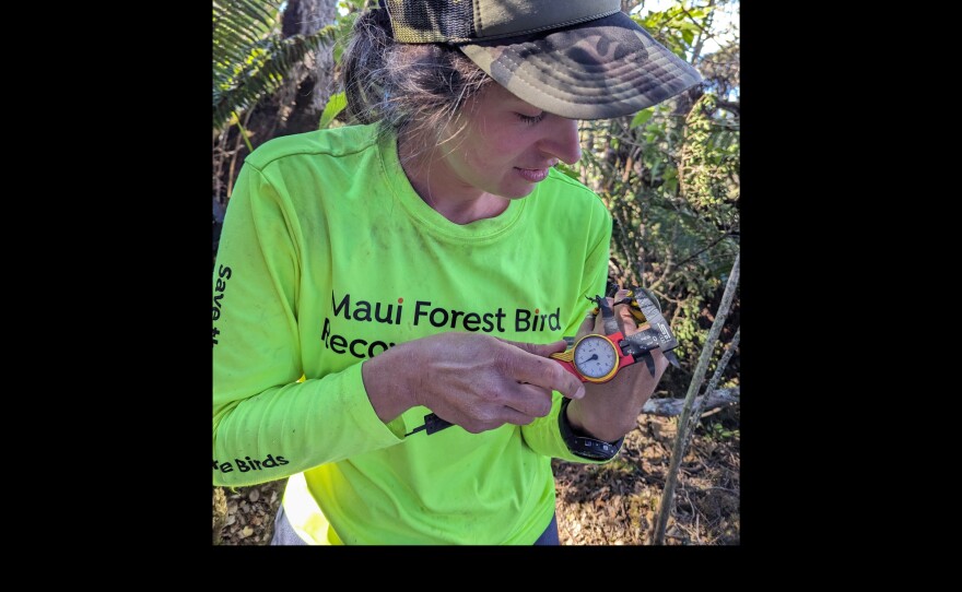 Laura Berthold taking MAPA1 beak measurement, 2023