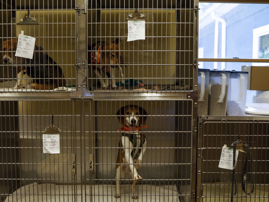 Beagles rescued from the Envigo facility wait for medical procedures at Paw Prints Animal Hospital in Waldorf, Md., in 2022. 