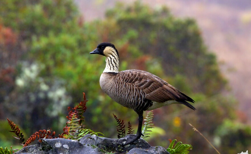 The native nēnē likely evolved from the Canada goose.