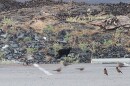 A black cat among nēnē on Hawaiʻi Island on