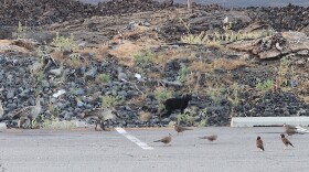 A black cat among nēnē on Hawaiʻi Island on