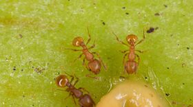 Little fire ants feeding on peanut butter. Each orange insect is about 1.5mm in length — about half the size of a sesame seed.