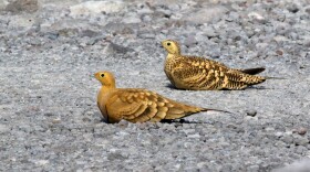 Chestnut-bellied sandgrouse are sexually dimorphic in their plumage. Males are sandy brown-colored with a thin black breast band and chestnut-colored belly, while females are sandy brown with black bars on their backs and mottled neck plumage. Can you identify which is which in the above photo?