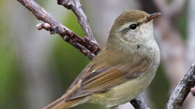 The inconspicuous Japanese bush warbler has a melodious song that signifies the beginning of spring.