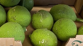 ʻUlu, or breadfruit, has been a longstanding local staple in Hawaiian cuisine for centuries.