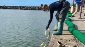 Water sampling at Lahaina Harbor.