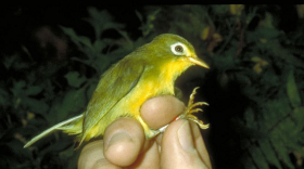 A bridled white-eye bird