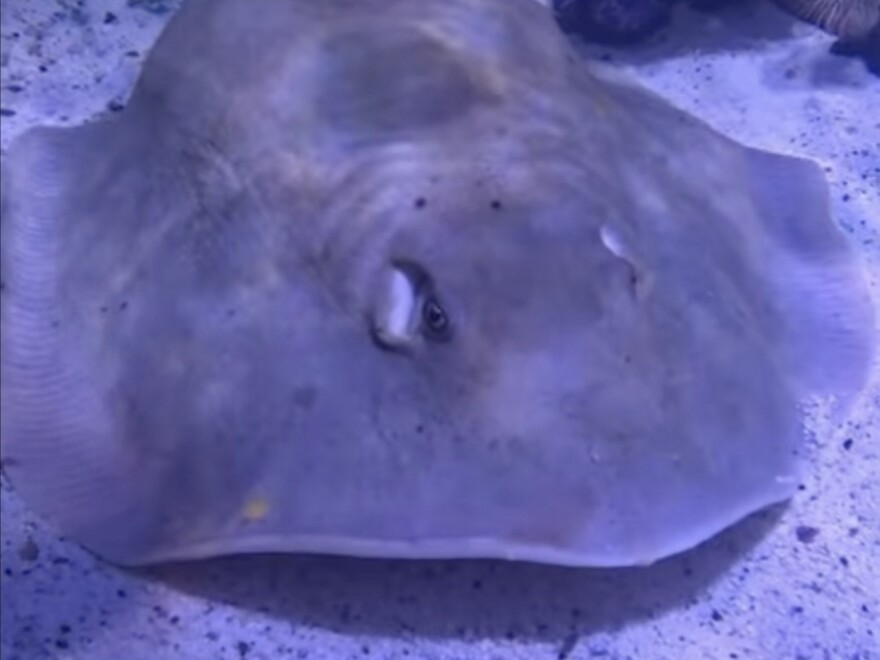 An aquarium said in February that Charlotte, a round stingray, was pregnant, drawing international headlines. But the facility near Asheville, N.C., now says the ray is sick, not pregnant. In this image from an April video update by the Aquarium & Shark Lab by Team ECCO, the ray has a noticeable bulge on her back.