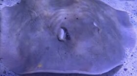 An aquarium said in February that Charlotte, a round stingray, was pregnant, drawing international headlines. But the facility near Asheville, N.C., now says the ray is sick, not pregnant. In this image from an April video update by the Aquarium & Shark Lab by Team ECCO, the ray has a noticeable bulge on her back.