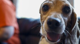  Beyonce, a beagle with one ear, pictured at Homeward Trails Animal Rescue in Fairfax, Va., in 2022 after being rescued from the Envigo breeding and research facility.  