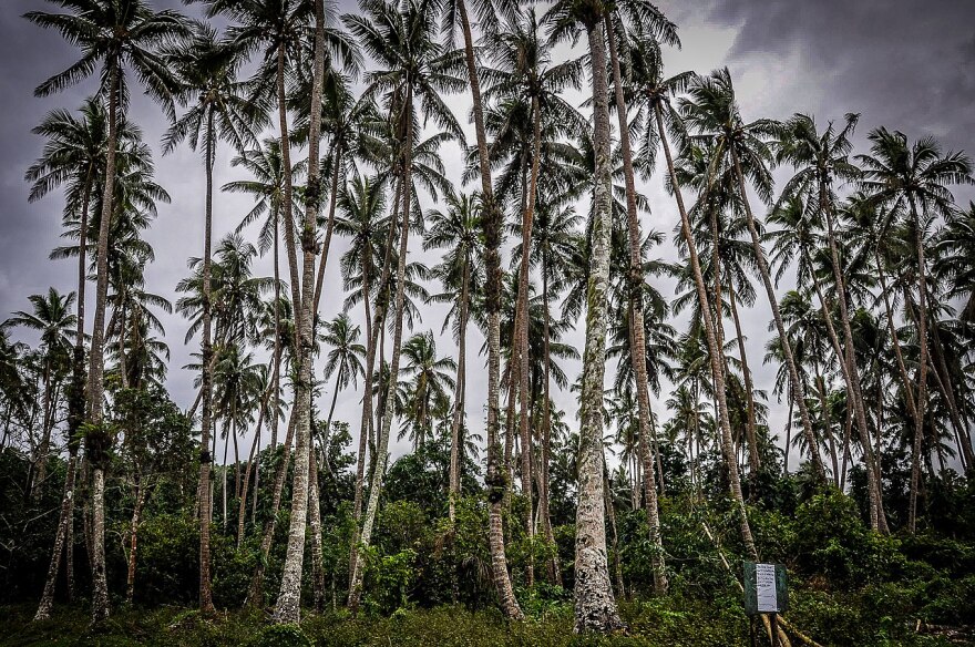 Pentecost Island is one of the 83 islands that make up the South Pacific nation of Vanuatu.