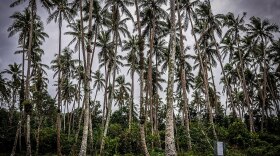 Pentecost Island is one of the 83 islands that make up the South Pacific nation of Vanuatu.