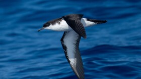 'A'o are mainly spotted offshore foraging in mixed-species flocks. Both males and females have dark-colored backs with white undersides and underwings.