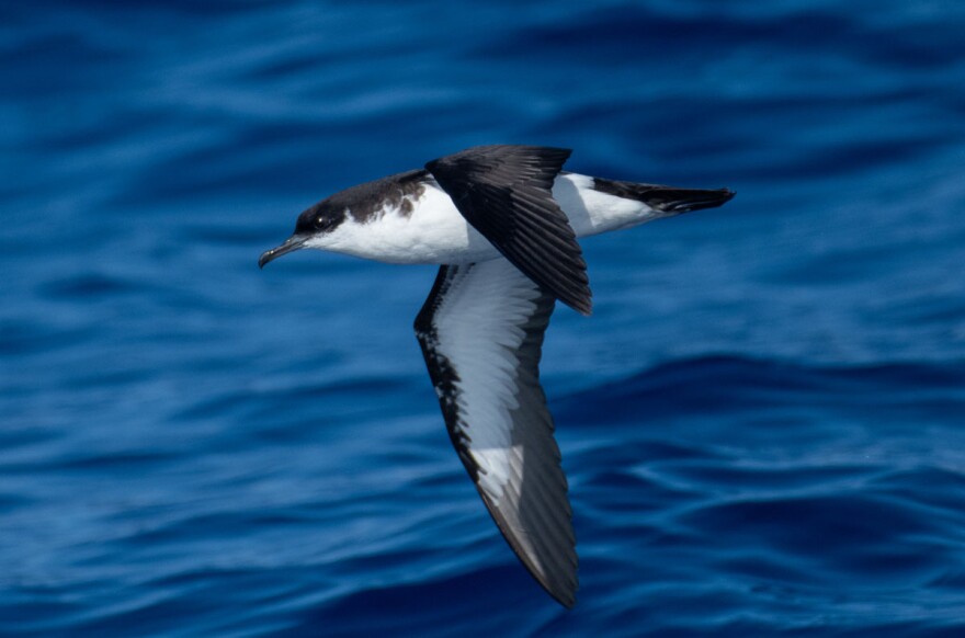 'A'o are mainly spotted offshore foraging in mixed-species flocks. Both males and females have dark-colored backs with white undersides and underwings.