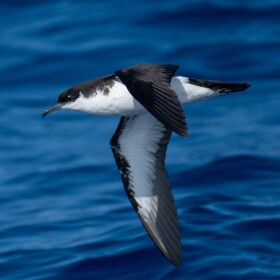 'A'o are mainly spotted offshore foraging in mixed-species flocks. Both males and females have dark-colored backs with white undersides and underwings.