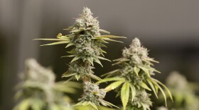 FILE - Marijuana buds ready for harvest rest on a plant in Ohio.