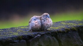 Zebra doves usually mate for life. Males draw attention to themselves during mating season by incessantly bowing, cooing, and flaring their tail feathers.