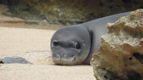 Hawaiian Monk Seal pup RS48, also known as Hoʻomau Lehua