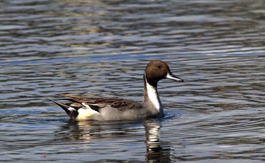 Koloa māpu can be found in many different places in the world. It gets its English name, northern pintail, from its long central tail feathers.