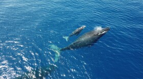 Mother and baby humpback whale