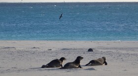 The rehabilitated juvenile monk seals casually make their way from the beach pen toward the water.