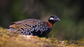 Black francolins are a little over a foot in length. Males have black heads with a brownish-colored “crown” and white patches below and behind their eyes. Females and juveniles are mostly mottled-brown in color.