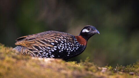 Black francolins are a little over a foot in length. Males have black heads with a brownish-colored “crown” and white patches below and behind their eyes. Females and juveniles are mostly mottled-brown in color.