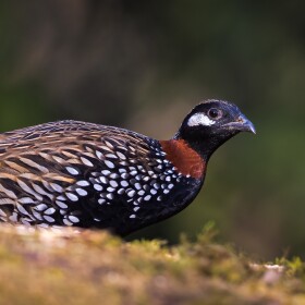 Black francolins are a little over a foot in length. Males have black heads with a brownish-colored “crown” and white patches below and behind their eyes. Females and juveniles are mostly mottled-brown in color.