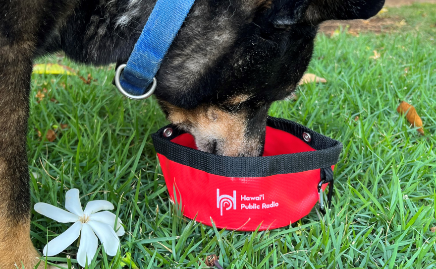 HPR Collapsible Dog Bowl ($10/mo or $120 one-time gift)