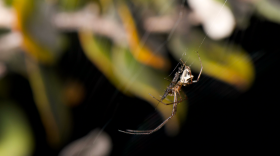 T. acuta on an orb web