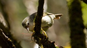 The ʻakikiki, also called the Kauaʻi creeper, is a critically endangered Hawaiian honeycreeper endemic to Kauaʻi