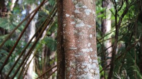 The Kapāpala Canoe Forest on the southeastern slopes of Maunaloa includes trees that have historically been used by traditional canoe carvers.