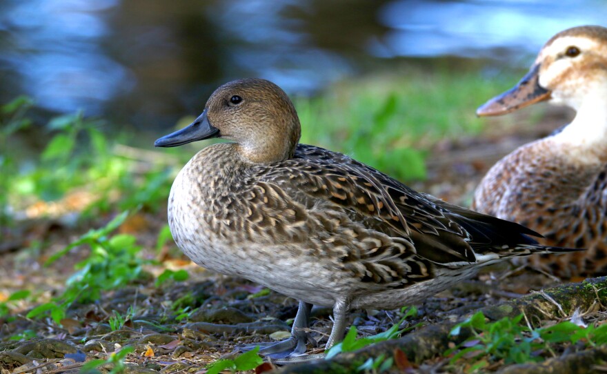 Males and females are sexually dichromatic, meaning that males and females have differently colored plumage. Males in breeding plumage have dark brown heads, white chests, and throats, with white lines extending up their necks. Females have mottled brown and black plumage with pointed tails and dark bronze-colored patches on their wings.