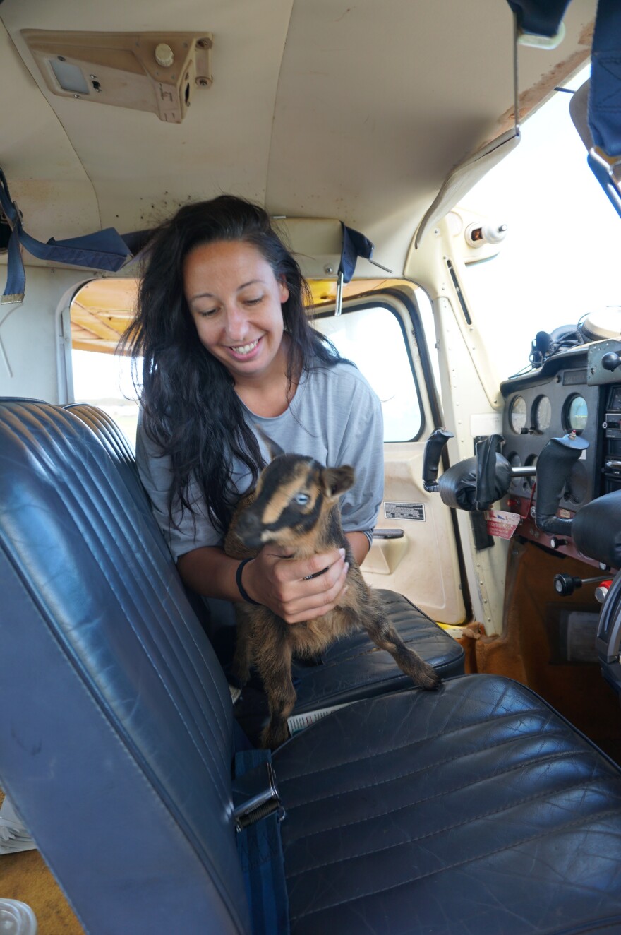 While goats aren't allowed to fly front seat on Tessa Coulter's flights, one had the chance to see the view while parked on the tarmac.