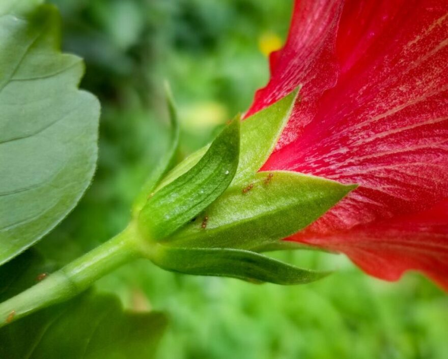 FILE - Little fire ants on a hibiscus.