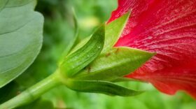 FILE - Little fire ants on a hibiscus.