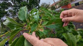 Young avocado plant manifesting Avocado Lace Bug damage