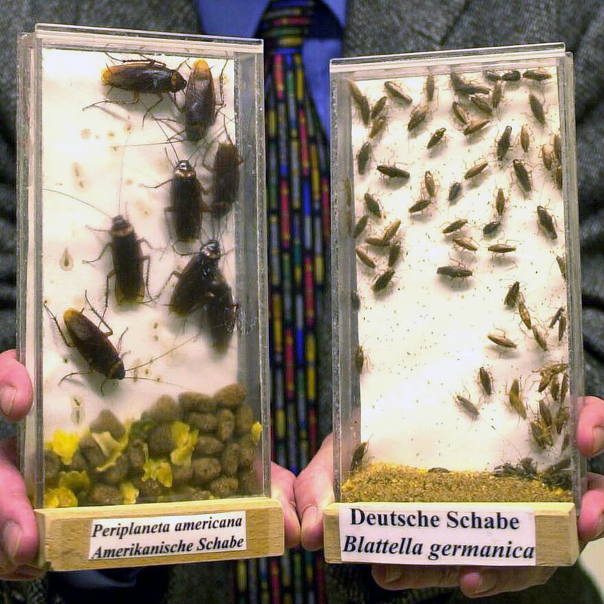 FILE - A biologist shows examples of American cockroaches (Periplaneta americana) and German cockroaches (Blattella germanica) at a lab in Monheim, Germany, March 5, 2001. A new study in the journal Proceedings of the National Academy of Sciences tracks how cockroaches spread around the globe to become the survival experts we know today.