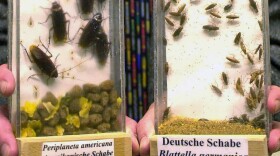 FILE - A biologist shows examples of American cockroaches (Periplaneta americana) and German cockroaches (Blattella germanica) at a lab in Monheim, Germany, March 5, 2001. A new study in the journal Proceedings of the National Academy of Sciences tracks how cockroaches spread around the globe to become the survival experts we know today.